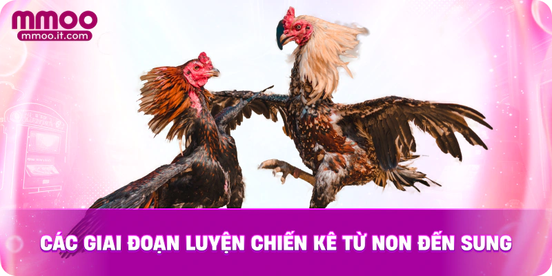 Các giai đoạn luyện chiến kê từ non đến sung